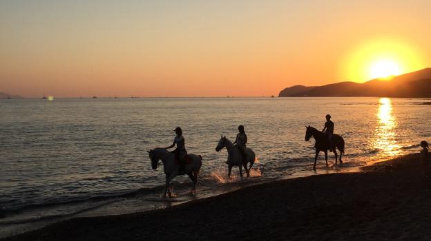 Horse riding night